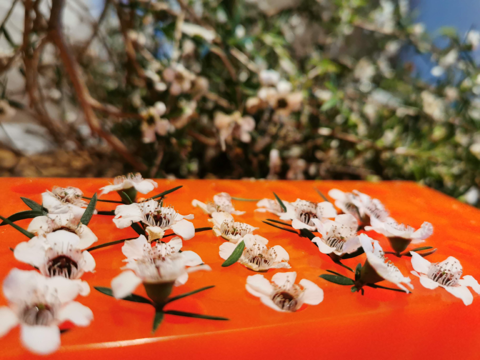 Manuka flowers prepared for nectar removal